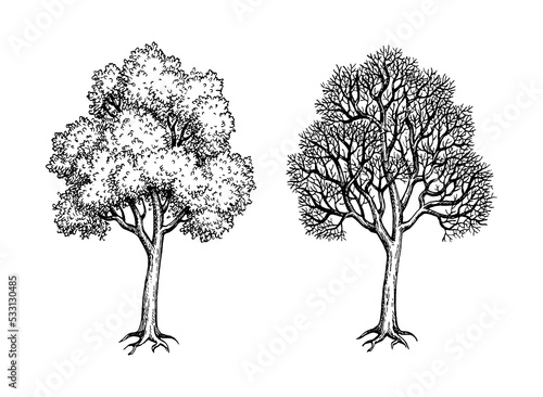 Fototapeta Naklejka Na Ścianę i Meble -  Ink sketch of two maples.
