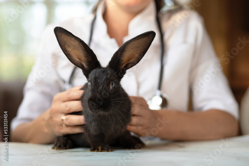 veterinarian doctor with small black rabbit bunny on hands on table in office, clinic. veterinary examination of pet. checkup domestic animal. vet medicine concept. health care pet