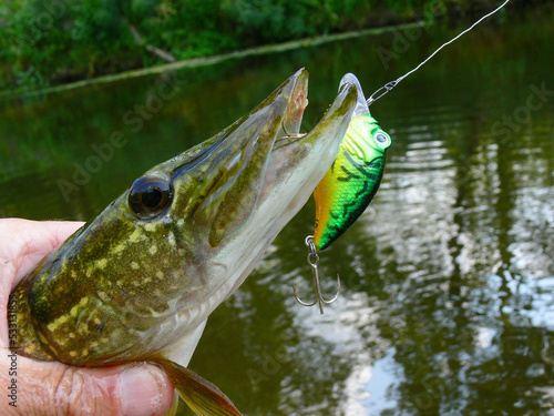 Pike and spinning bait against the background of the river.