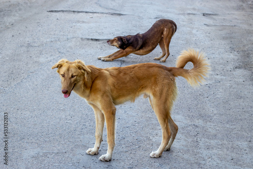 Two street friendly dogs on the street.