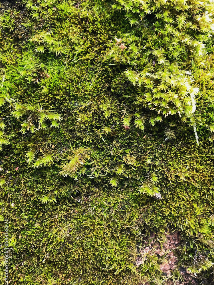 Close up of a green moss on a stone outdoors