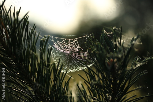 Jesienna pajęczyna © Marcin