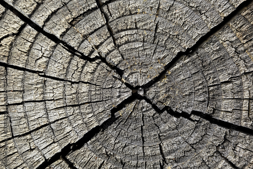 Fototapeta premium 오래된 나무 표면