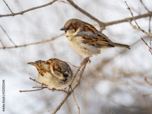 Two Sparrows sits on a branch without leaves.