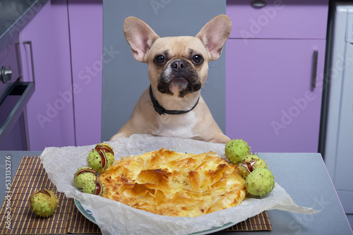 A french bulldog breed dog eats a delicious freshly made pie in a home kitchen, looking directly at the camera, and prickly green chestnuts lie around the dish. photo