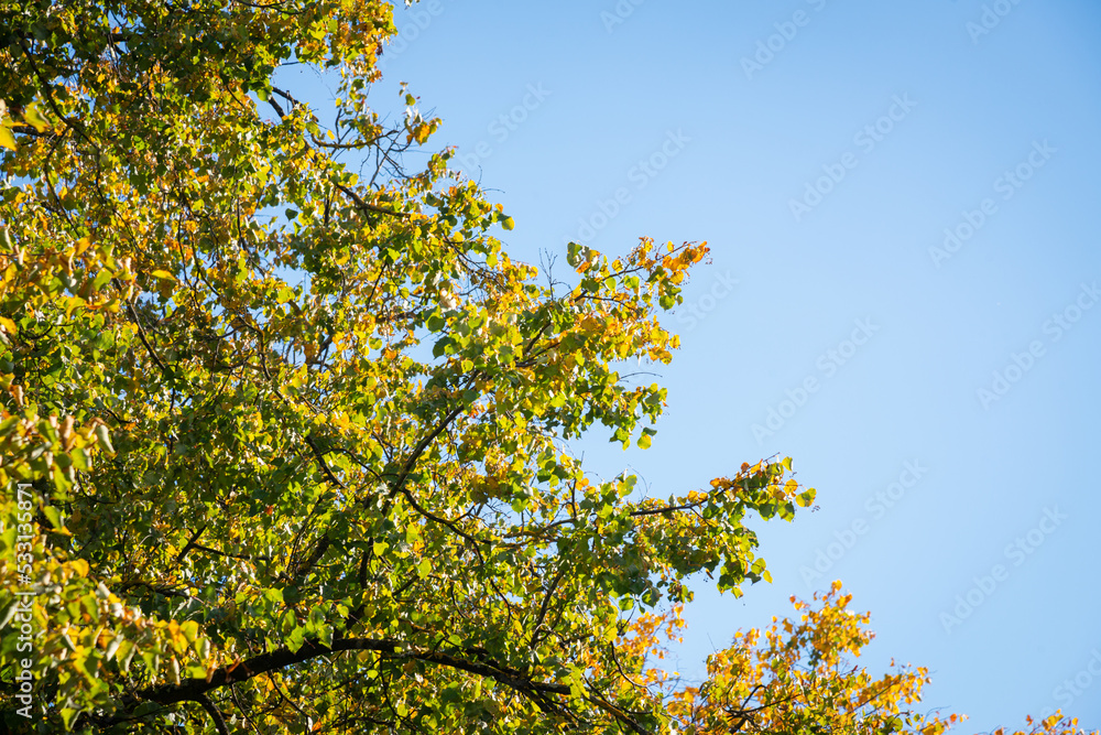 trees have autumn leaves. Beautiful colors and a blurry bokeh background. trees have autumn leaves. Beautiful colors and a blurry bokeh background.