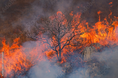 平尾台野焼き（午前の部） © Kinapi