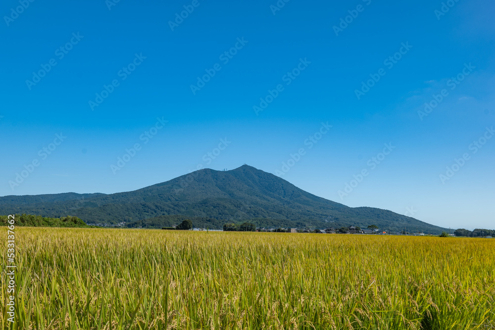 筑波山と稲の実り 筑波山と稲の実り