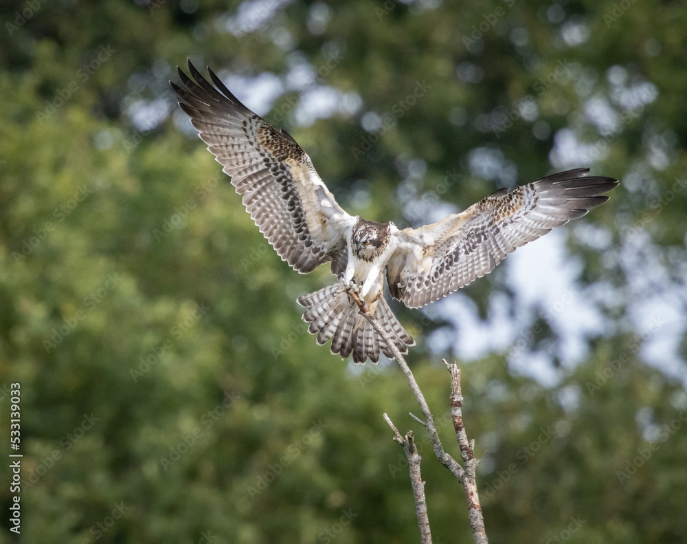 Fototapeta premium Osprey landing