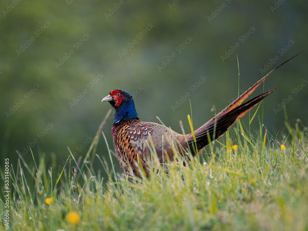 Fasan (Phasianus) auf einer Wiese Fasan (Phasianus) auf einer Wiese