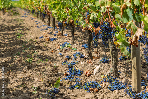 Tela Reduction of ripening grapes to produce highest quality wines in Bordeaux, Franc