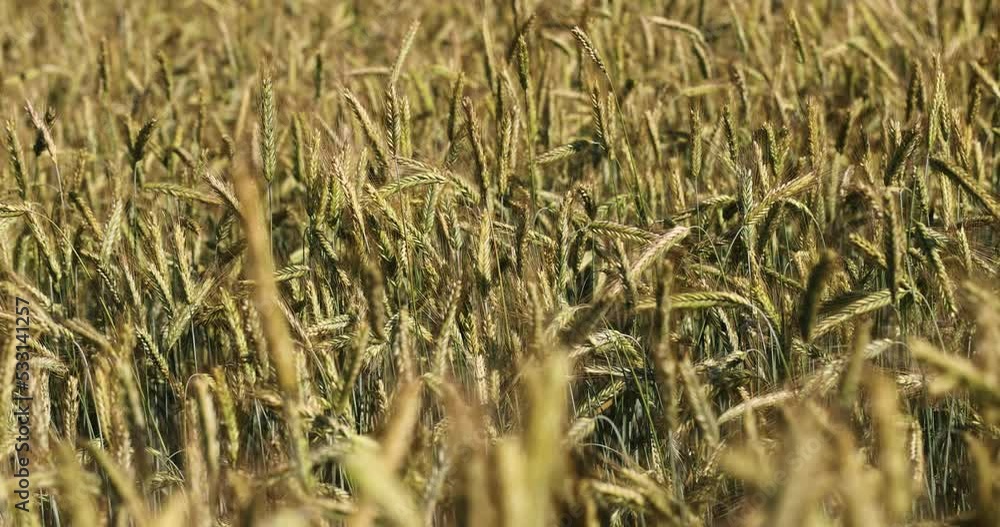An agricultural field where ripening cereal wheat grows, a cereal field with yellowing wheat plants An agricultural field where ripening cereal wheat grows, a cereal field with yellowing wheat plants