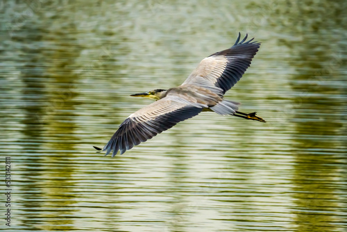 Heron flying with spread wings over beautiful water surface of lake