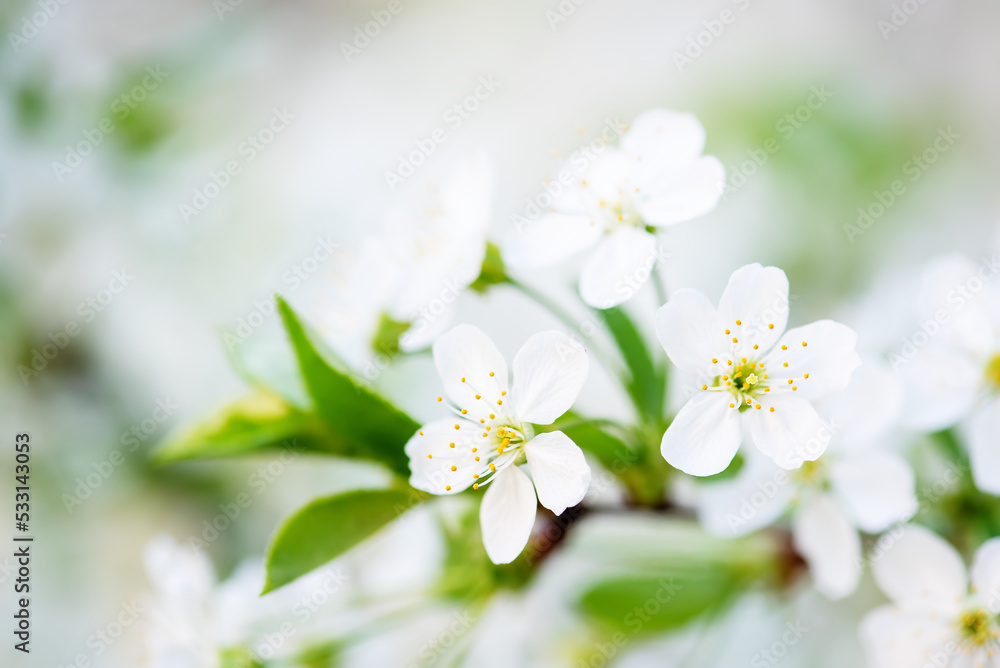 Cherry spring flowers Cherry spring flowers