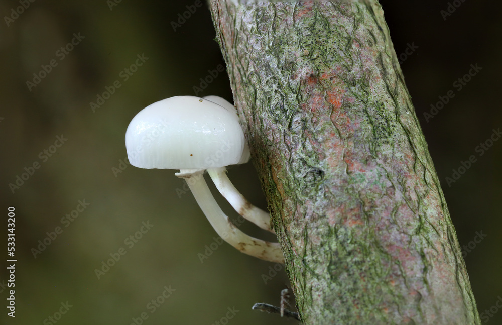 Marasmiaceae fungi growing on a tree, Hamsterly Forest, County Durham, England.