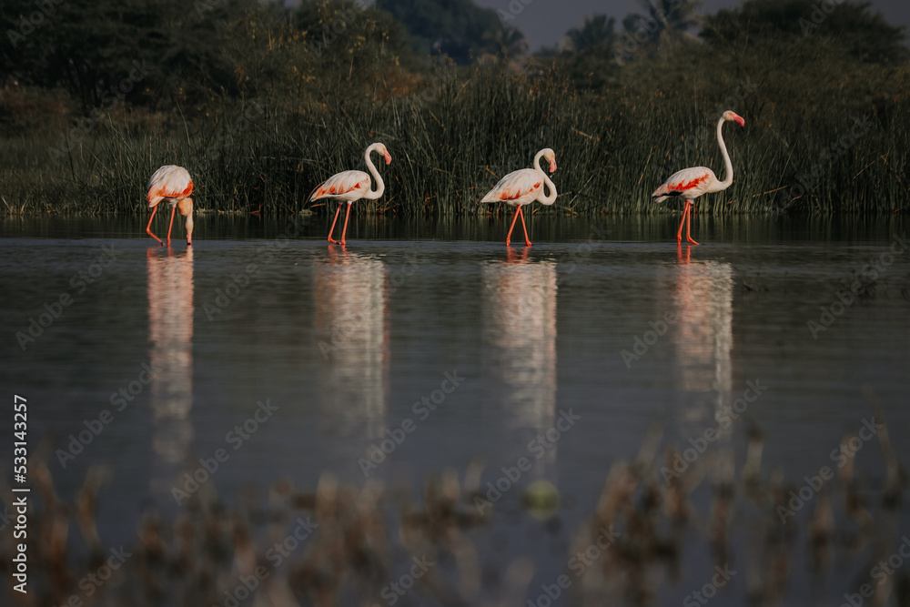 Greater Flamingo Birds Walking In Lake. Lovely morning light and colors. Birds in Wildlife. Water Wild Birds. Wallpaper with Flamingo birds.