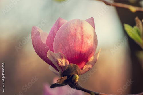 Magnolia spring flowers