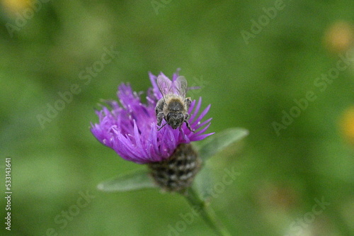 abeja trabajando en una flor en verano