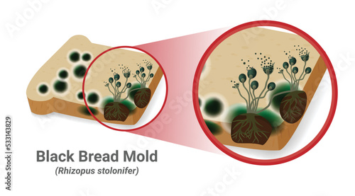 Close-up illustration of bread mold, black fungus occur on bread plates. Rhizopus Stolonifer (mold) has a fiber structure to use and absorb nutrients from the host, causing bad smell and harmful. Vect