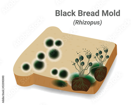 Close-up illustration of bread mold, black fungus occur on bread plates. Rhizopus Stolonifer (mold) has a fiber structure to use and absorb nutrients from the host, causing bad smell and harmful. Vect