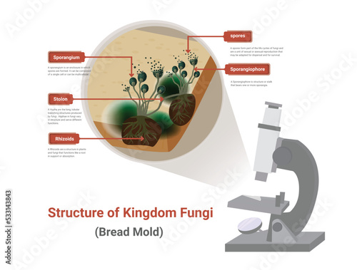 Bread mold, black fungus under the optical microscope, occurs on bread plates. Rhizopus Stolonifer (mold) has a fiber structure to use and absorb nutrients from the host, causing bad smell and harmful