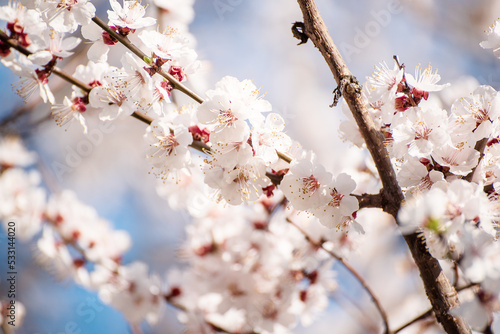Fototapeta Naklejka Na Ścianę i Meble -  Apricot tree blossoms