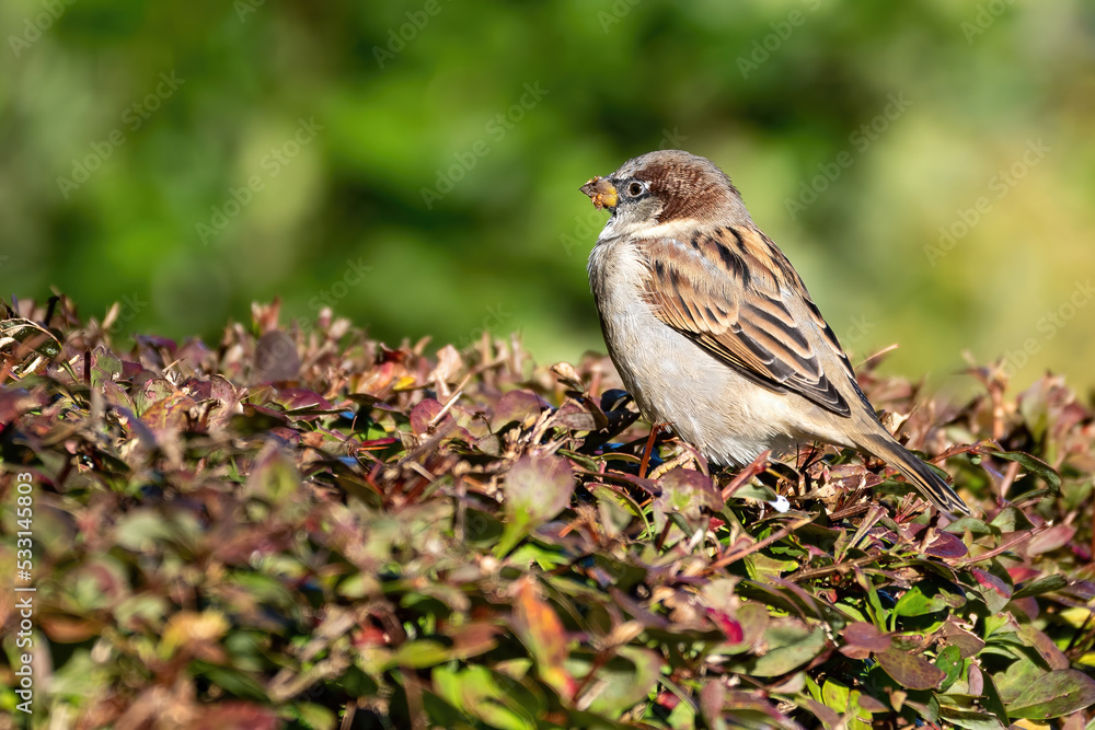sparrow on a branch sparrow on a branch