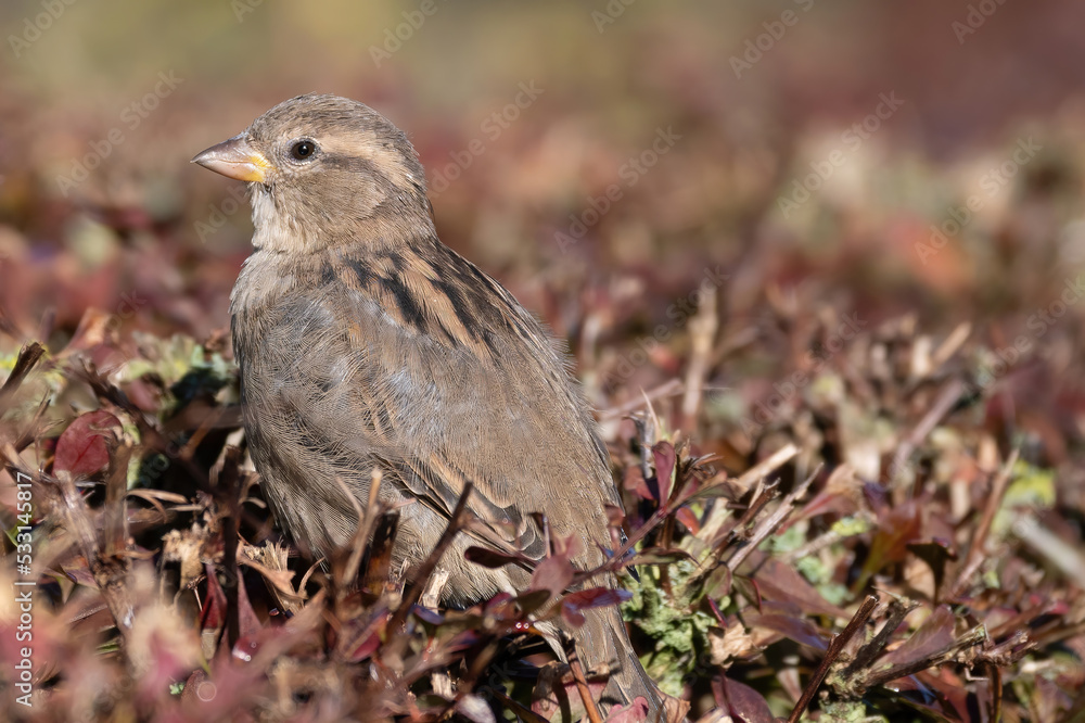 Sparrow on a branch in the sun Sparrow on a branch in the sun