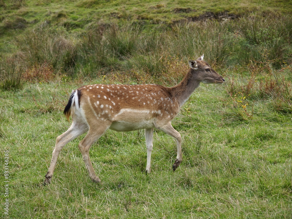 Rehe auf freier Wildbahn Rehe auf freier Wildbahn