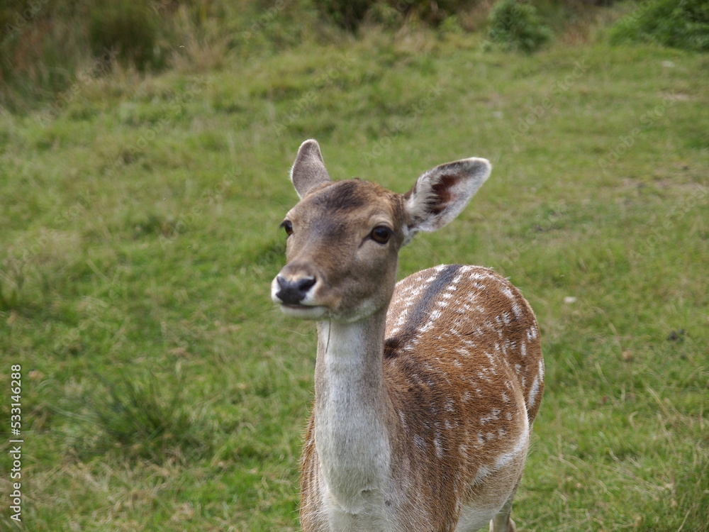 Rehe auf freier Wildbahn