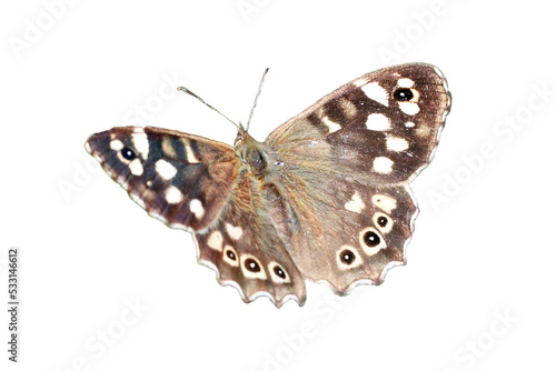 Photography Speckled Wood butterfly insect, png stock photo file cut out and isolated on a t