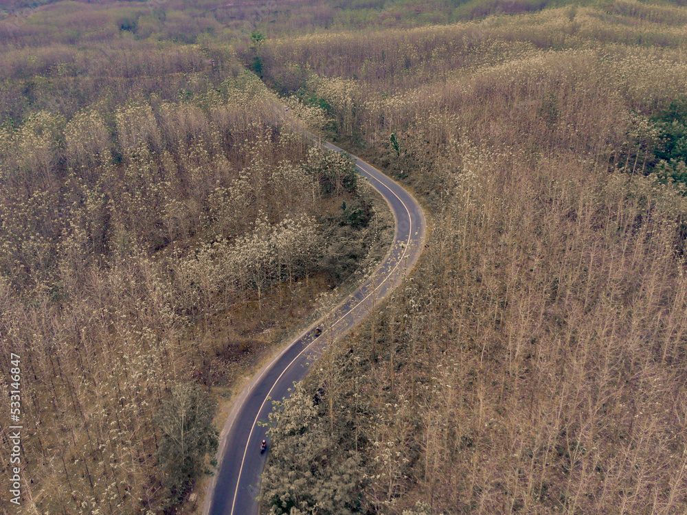Winding road through the forest when in summer