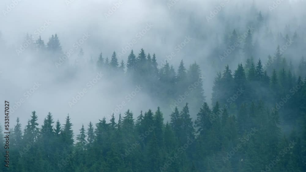 Timelapse rainy weather mountains misty fog forest tree wood pine