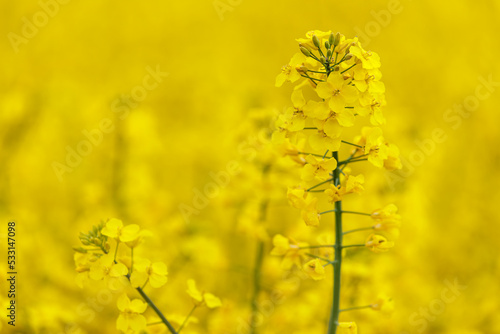 Rapeseed blossom in a rapeseed field