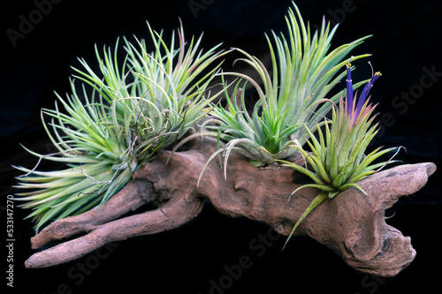 Tillandsia ionantha, a species of air plant in the bromeliad family, mounted on driftwood. Focus is on the flowering plant, which is Tillandsia ionantha 'rubra' photo