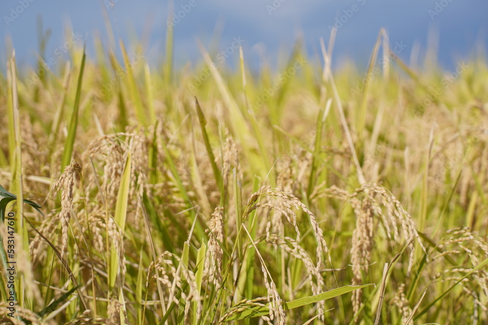 Fototapeta premium 青空に首を垂れる稲穂