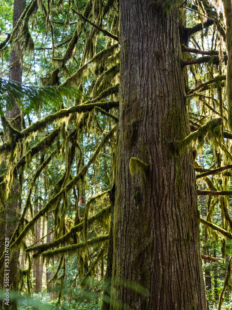 Fototapeta premium moss-clad trees in the forest on vancouver island