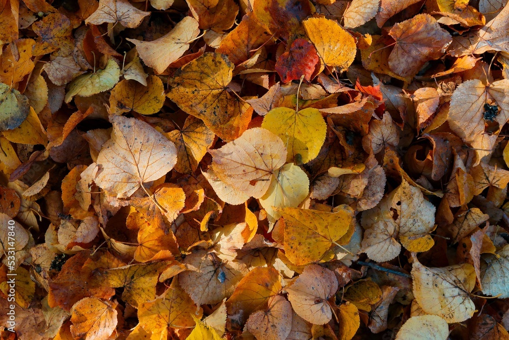 autumn leaves background autumn leaves background