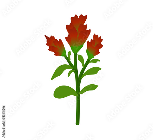 Indian Paintbrush (Castilleja linariaefolia), Official State Flower of Wyoming. Botanical hand drawn vector illustration
