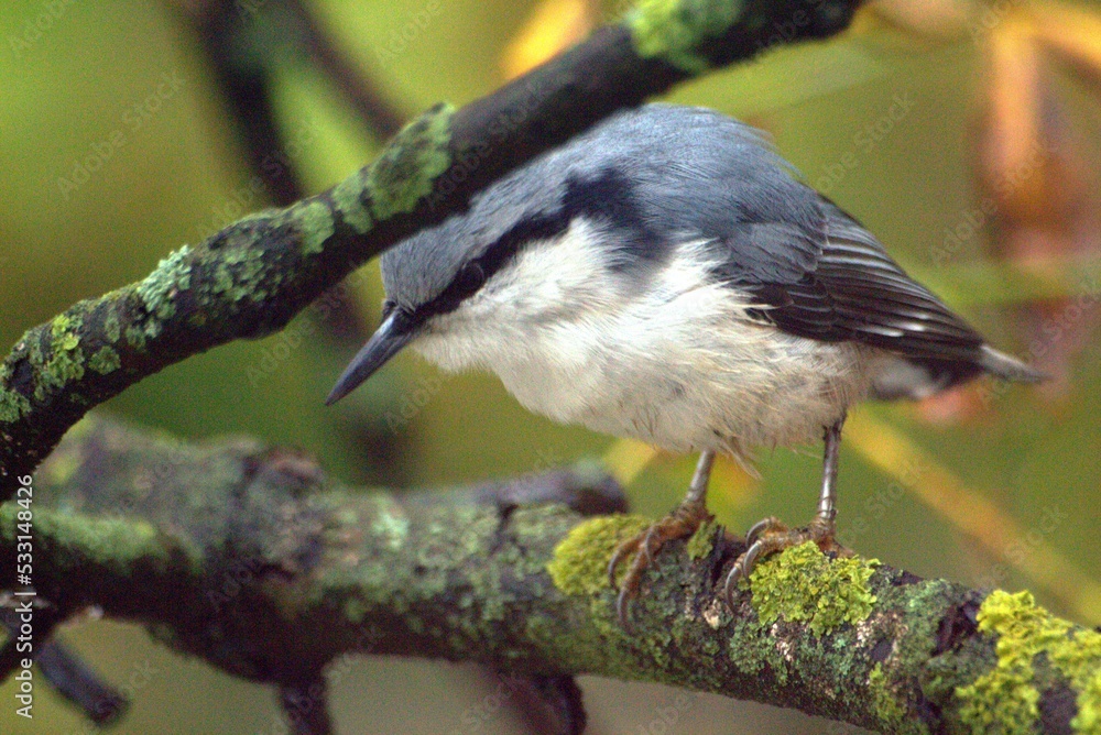 Naklejka premium nuthatch on the branch