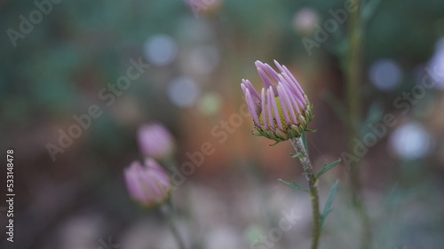 chamomile bud with pink petals close-up on a blurred background - delicate pink flower.