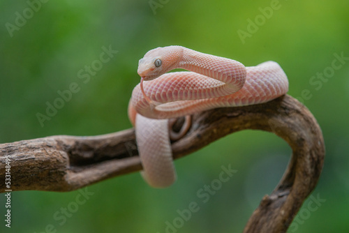 Pink male mangrove pit viper Trimeresurus purpureomaculatus on a branch and posing steady with bokeh background 