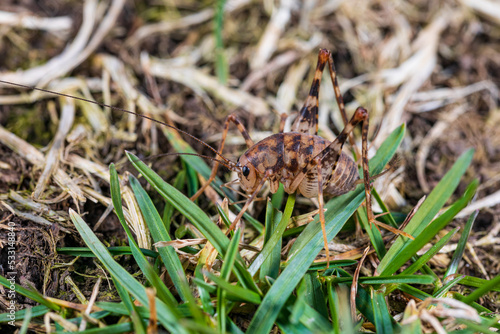 Closeup of Camel Cricket in grass. pest control, insect and nature conservation concept.