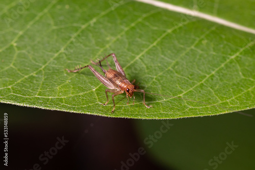Closeup of House cricket nymph on leaf of plant. pest control, insect and nature conservation concept.