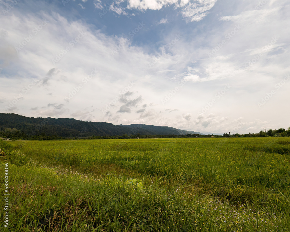 Beautiful green paddy field near the mountain in Perlis, Malaysia.