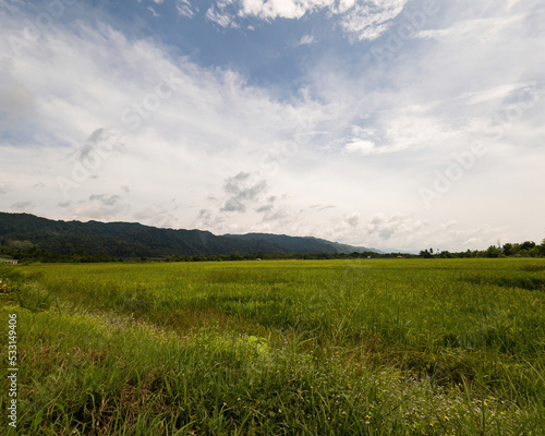 Beautiful green paddy field near the mountain in Perlis, Malaysia. © ellinnur