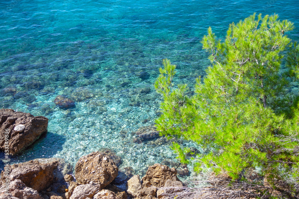 Rocks in transparent sea water . Pine growing at seaside