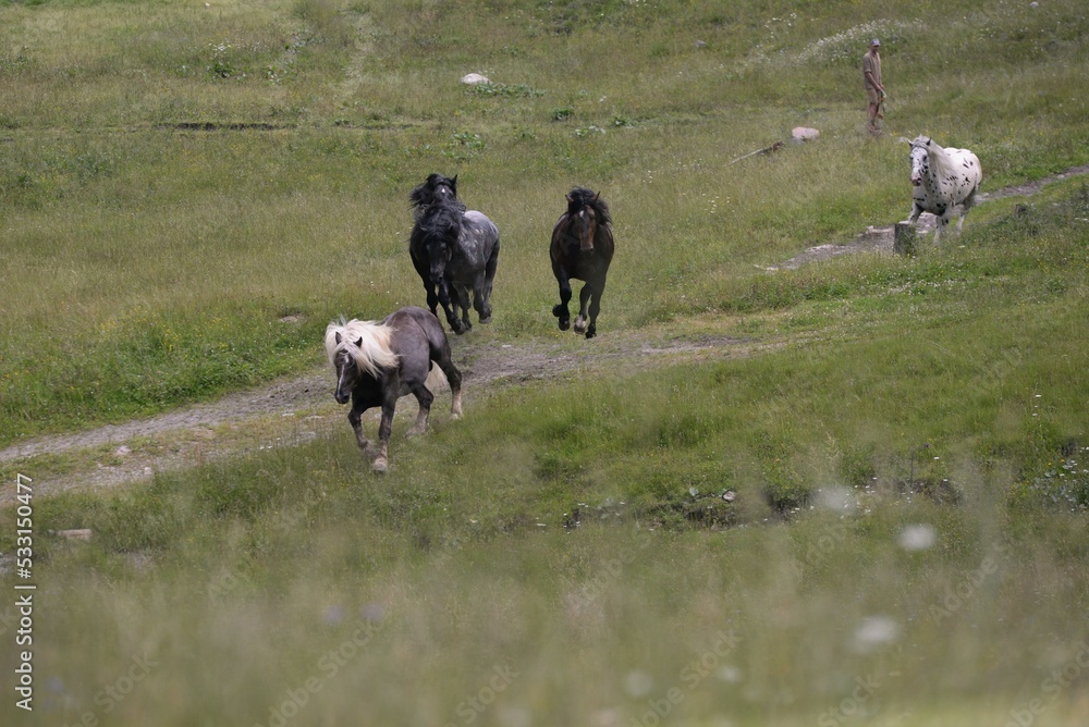 Obraz premium Noriker Deckhengste auf der Almweide