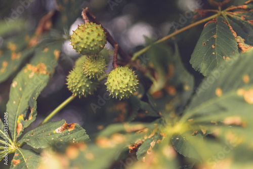 autumn leaves on a branch