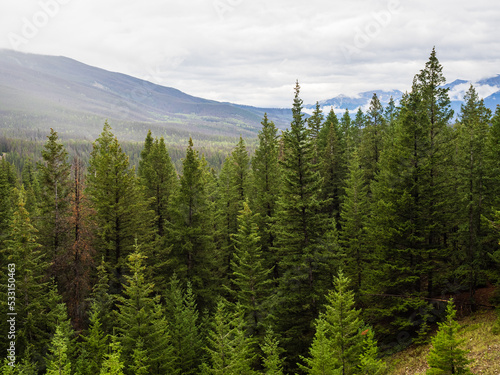 forest in the canadian rocky mountains in jasper national park